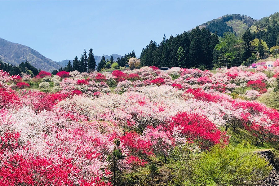 일본 최고의 도원경　꽃복숭아 마을